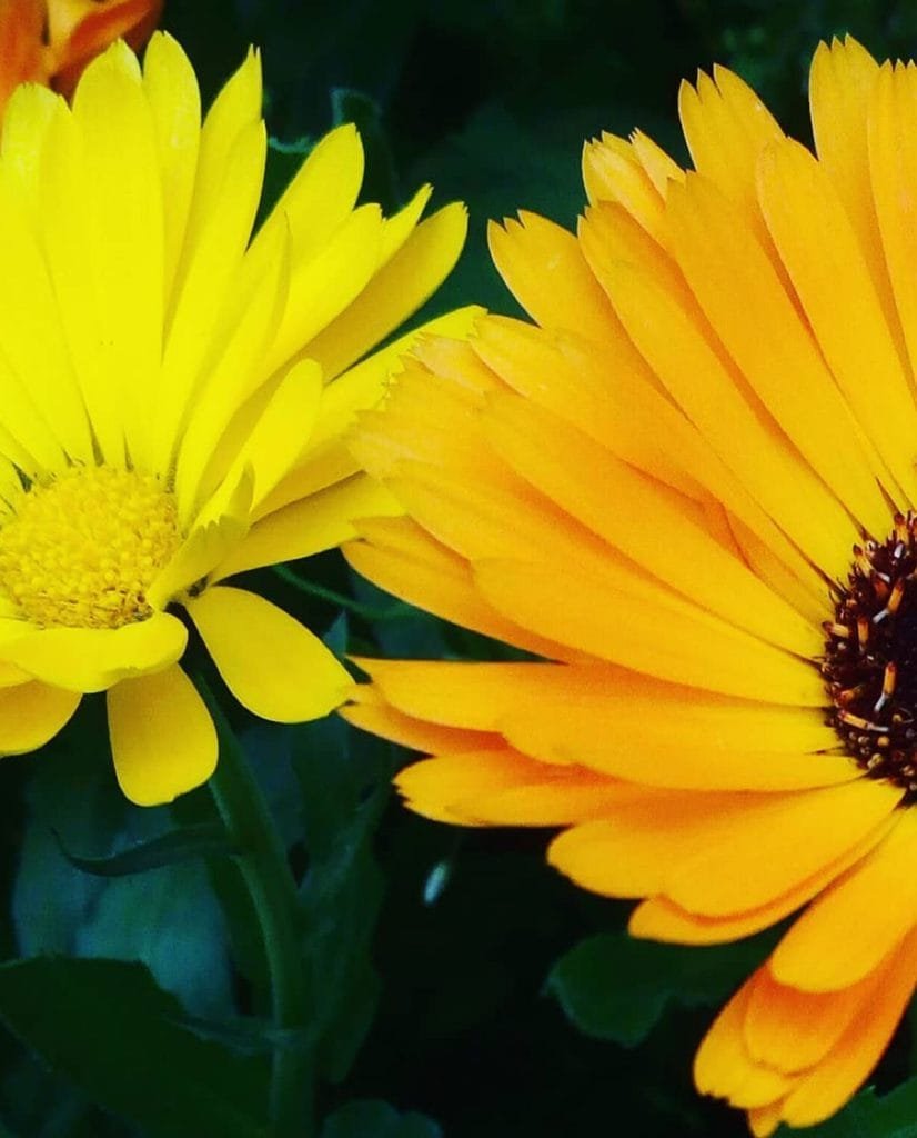 CALENDULA-1