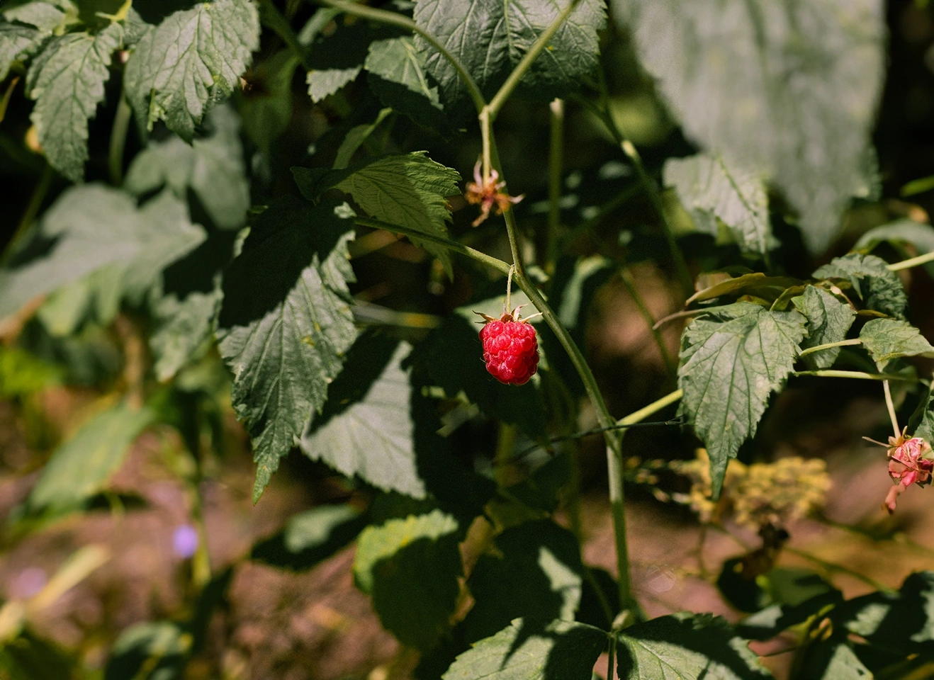 blog-infusion-de-hoja-de-frambuesa-una-aliada-para-la-mujer