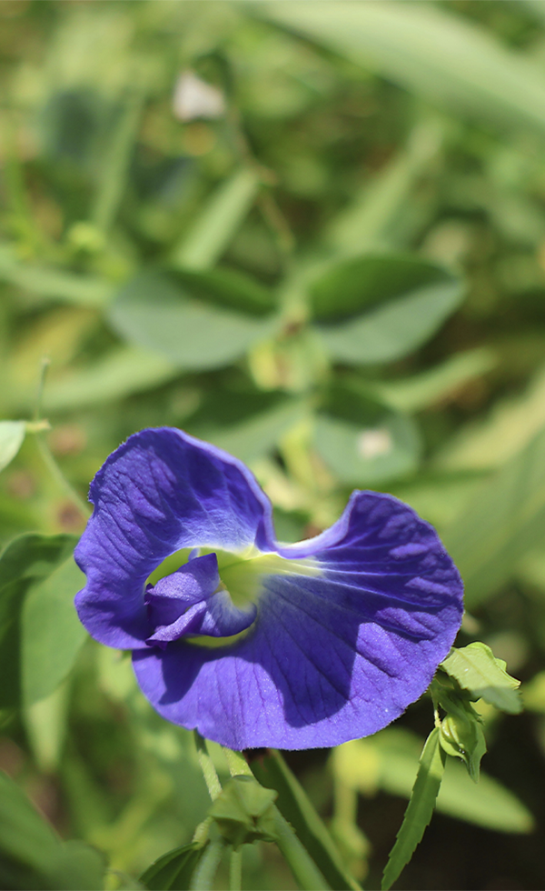 Clitoria