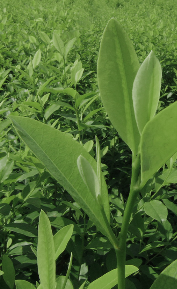 Hoja de coca