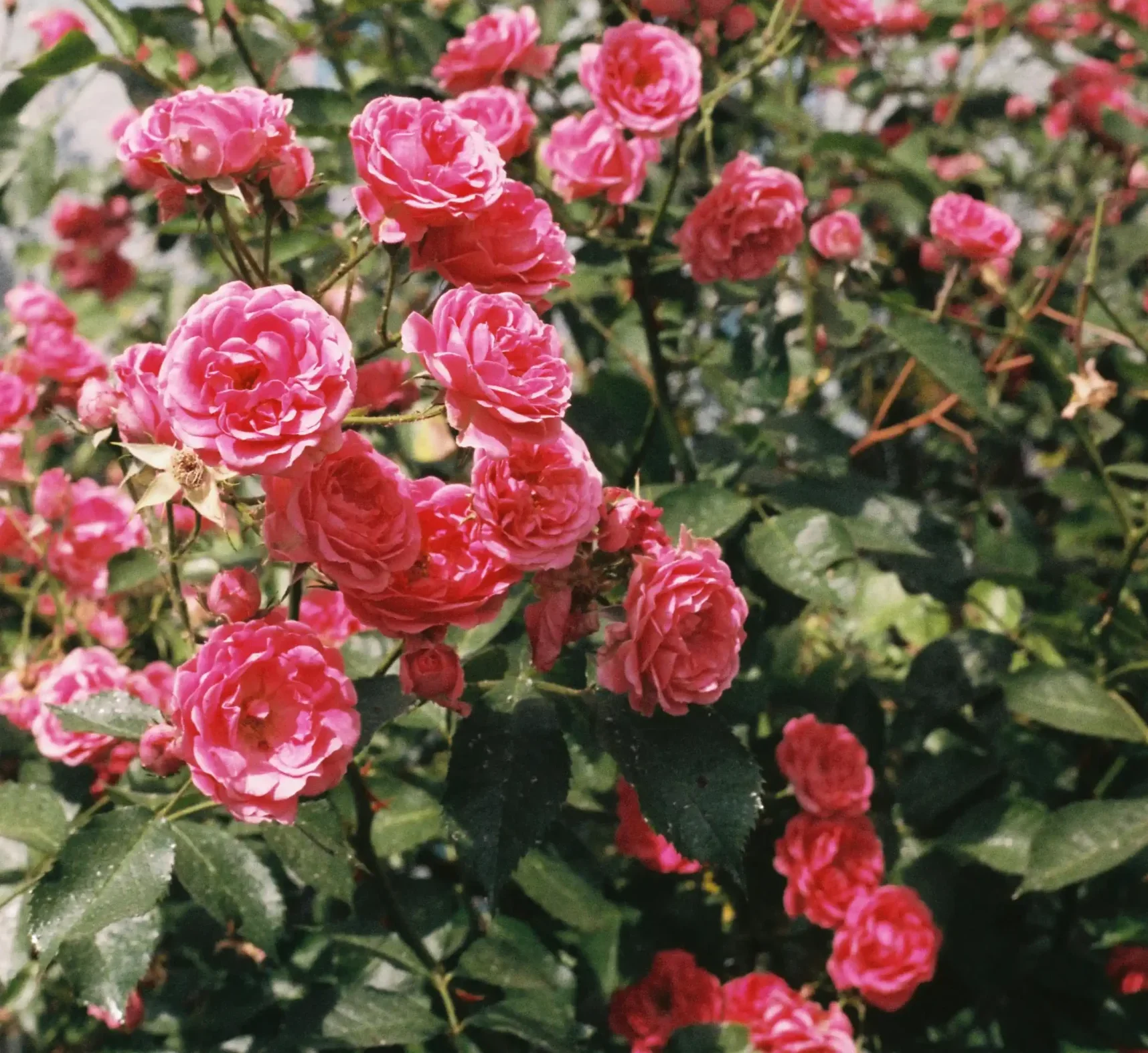 rosas
