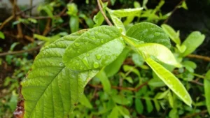 Guayusa
