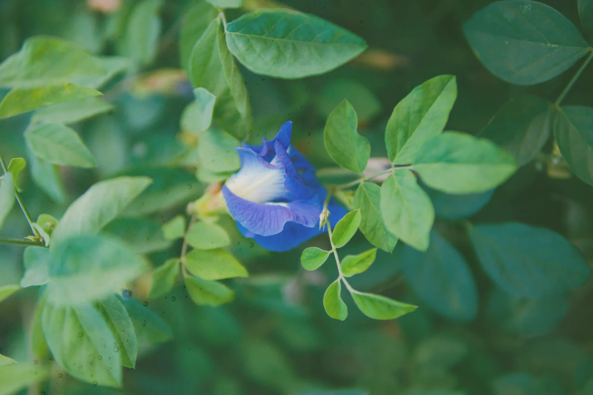 banne-clitoria