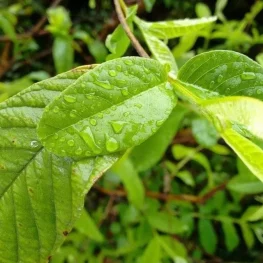 rsz_guayusa_3-e1502896768560